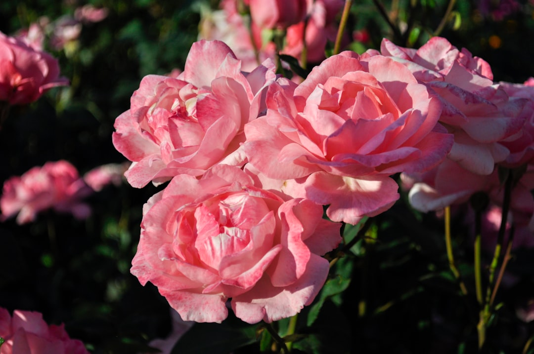 Elegantes Rosenbouquet